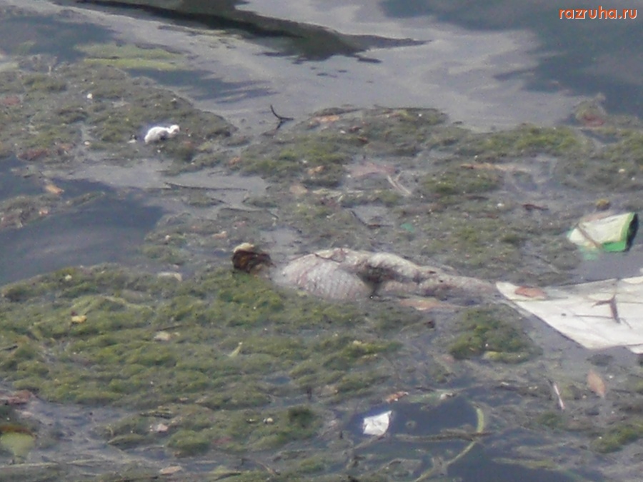 Франция - ASNIERES SUR SEINE-GOLUB' I MUSOR NA SENE