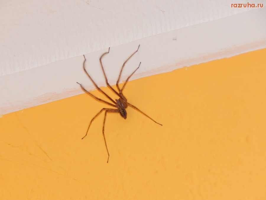 Франция - Ogromnij Pauk v komnate -- Alsace, Frantsia