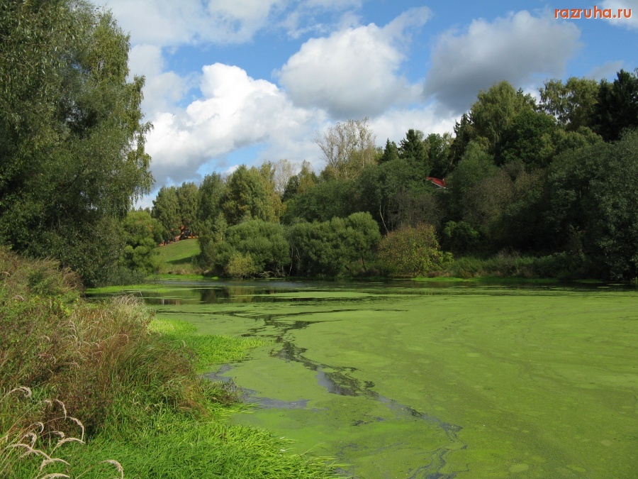 Жуковка - Река Десна