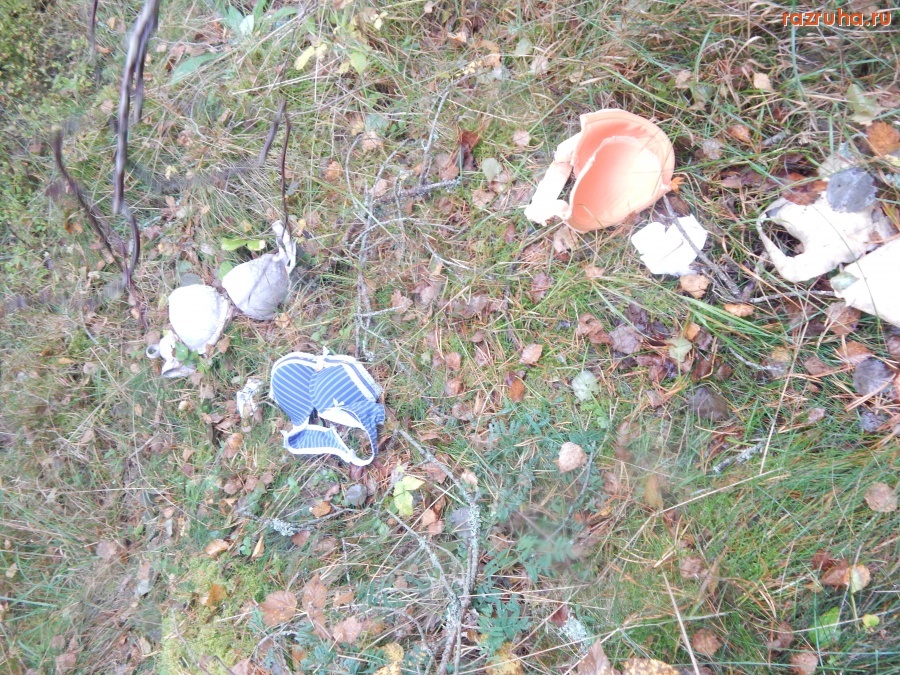 Швеция - In the forest --- Sweden