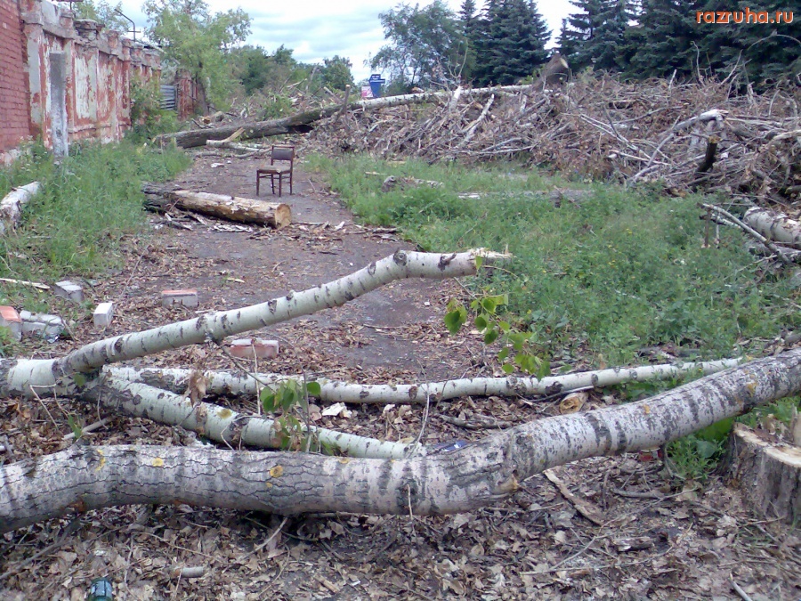 Курск - Лёжка спиленных