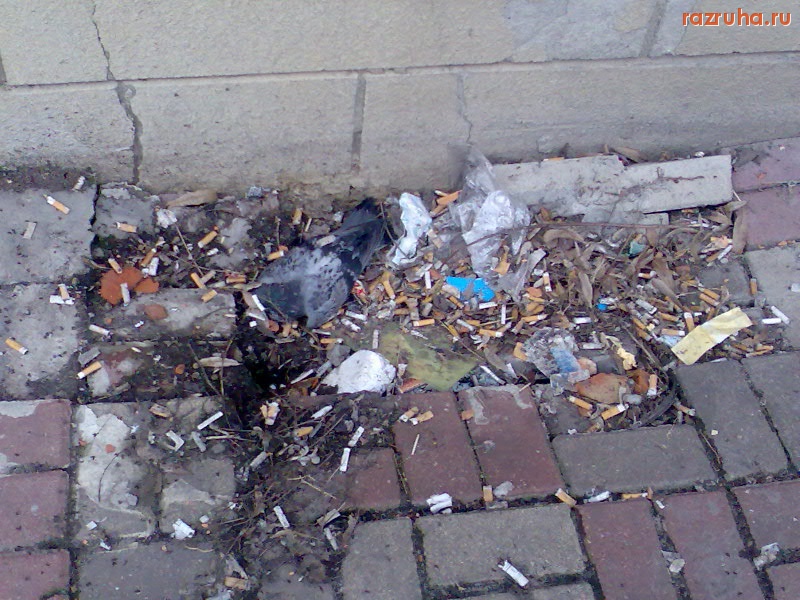 Курск - Дохлые голуби