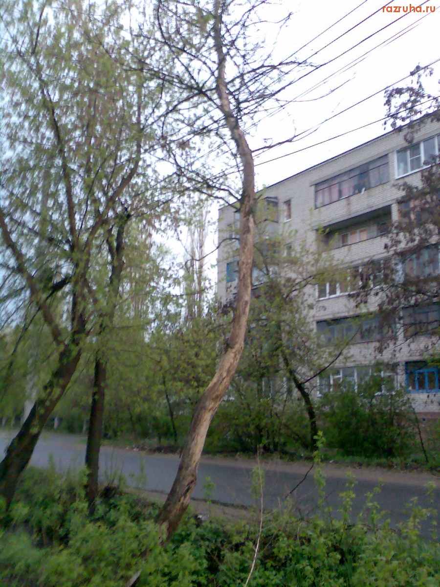 Курск - Дерево высохло