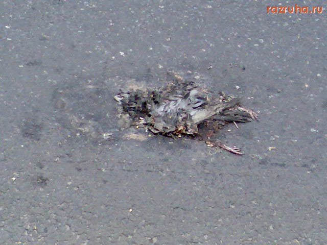 Курск - Голубя разделало