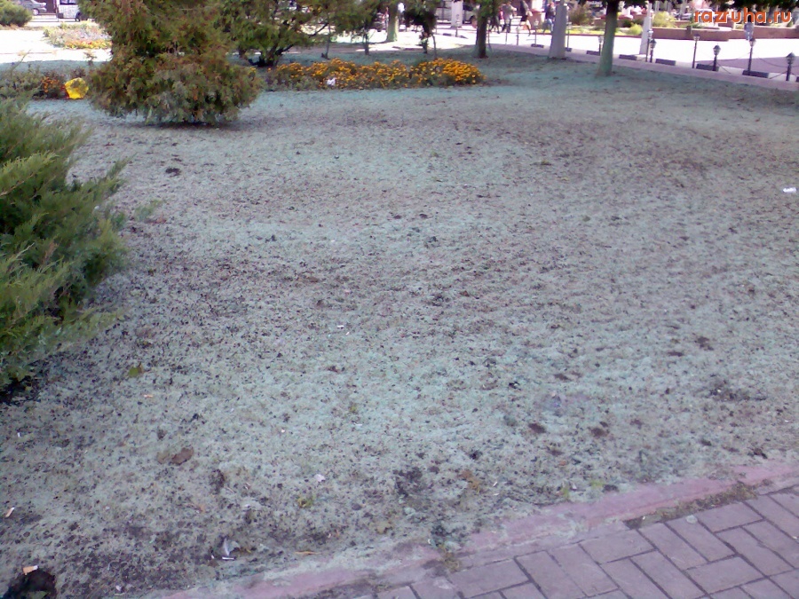 Курск - Альтернатива траве