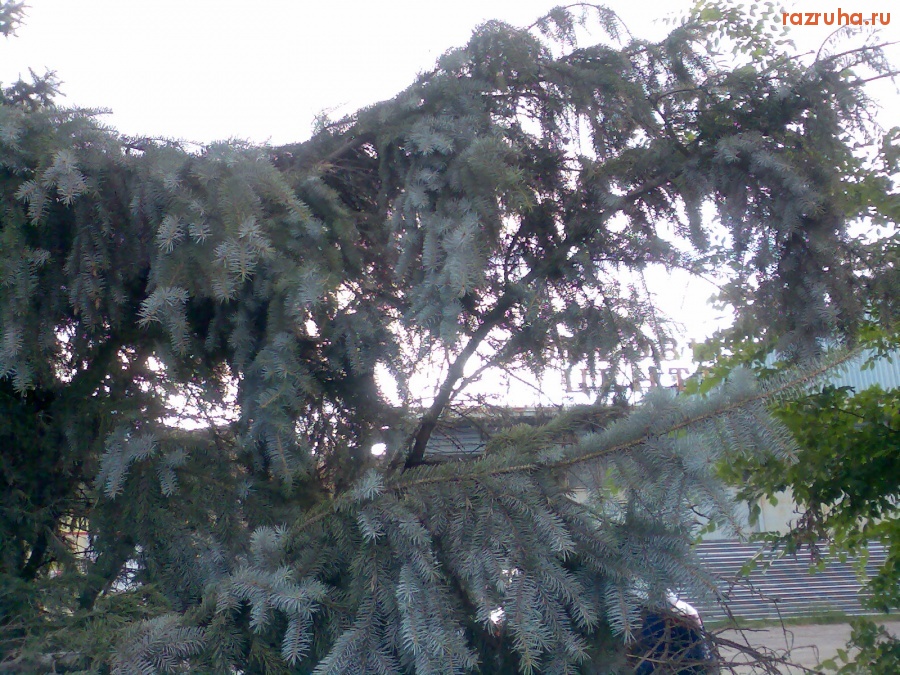 Курск - Ёлка упала