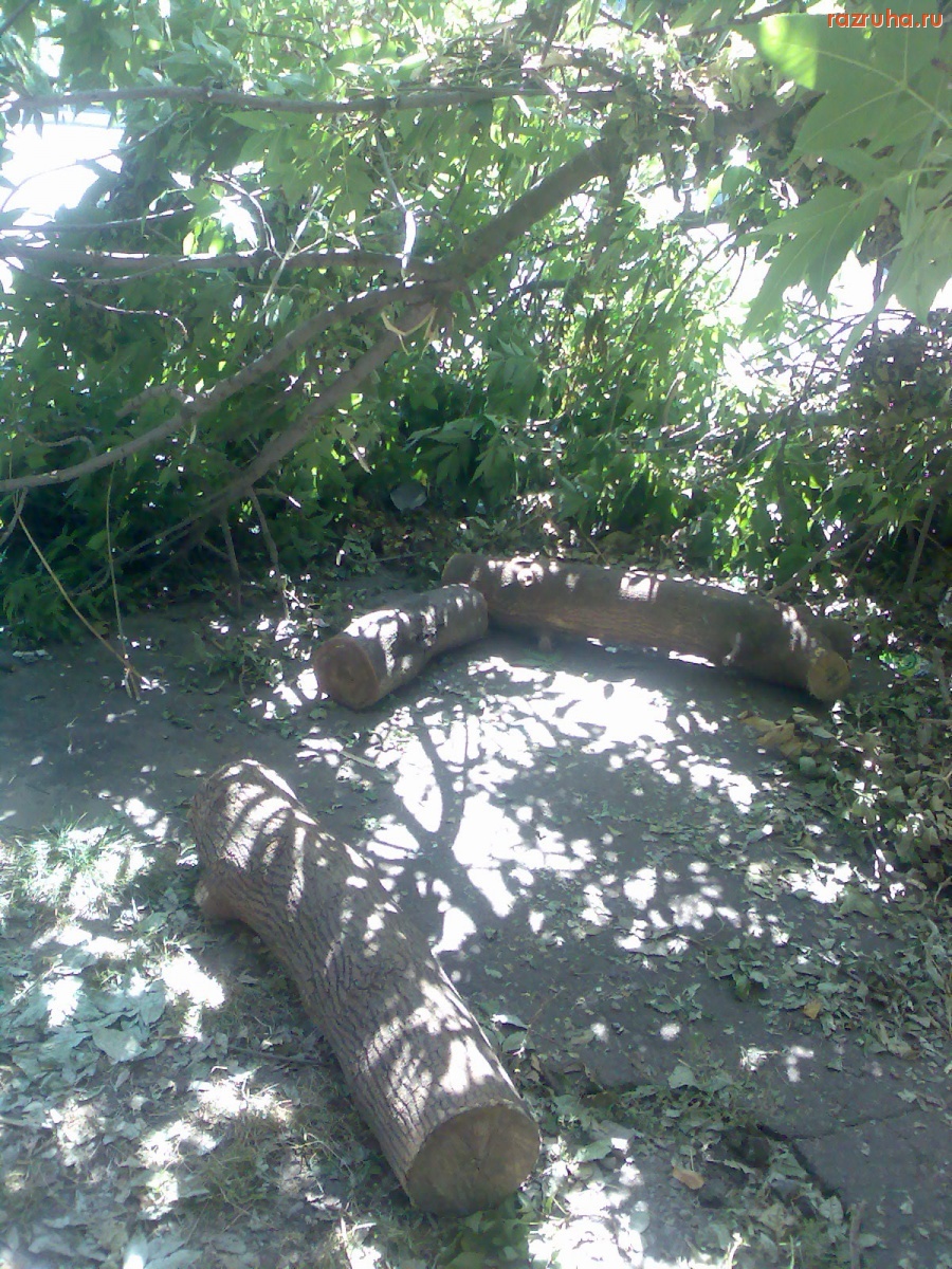 Курск - Ветка отвалилась