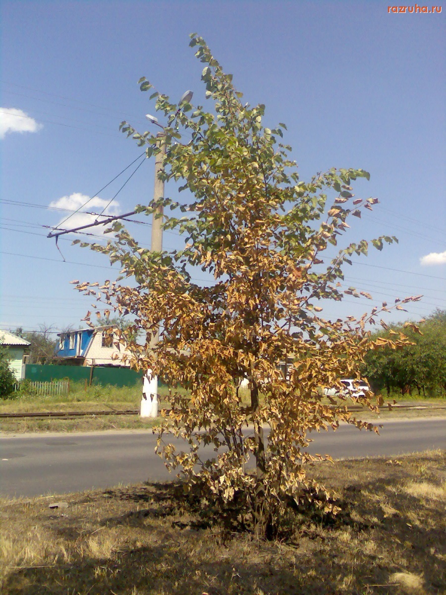 Курск - Костры на Октябрьской