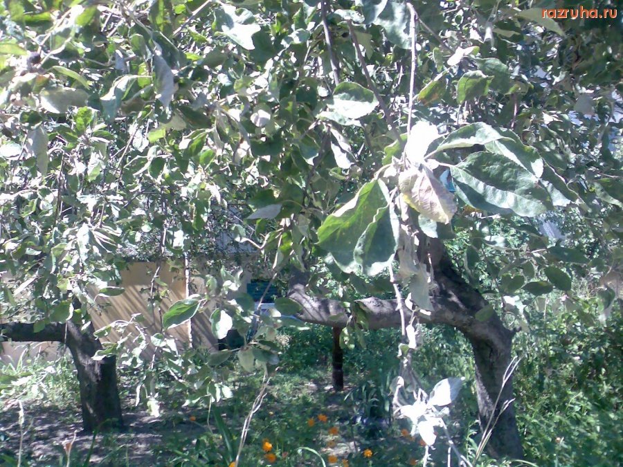 Курск - Завядшие листья