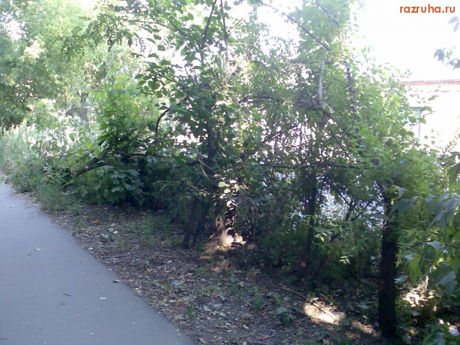 Курск - Надломленные кусты