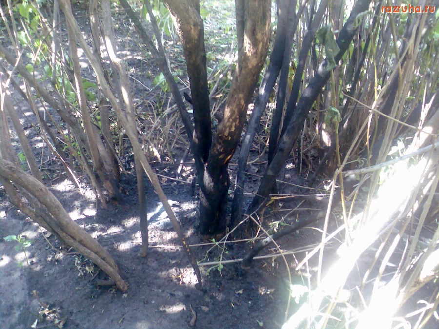 Курск - Обожённый куст возле памятника погибшим в Афганистане