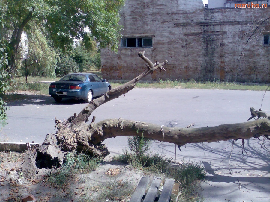 Курск - Упало дерево