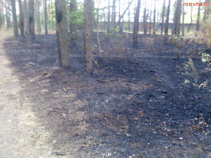 Курск - Не только гадят, но и жгут