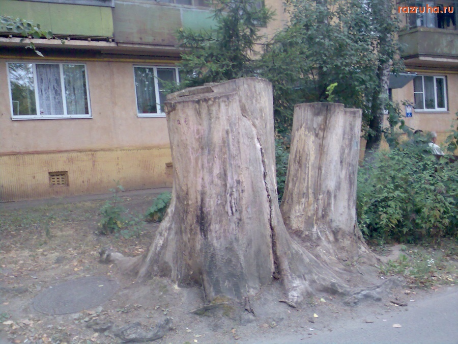 Курск - Пень