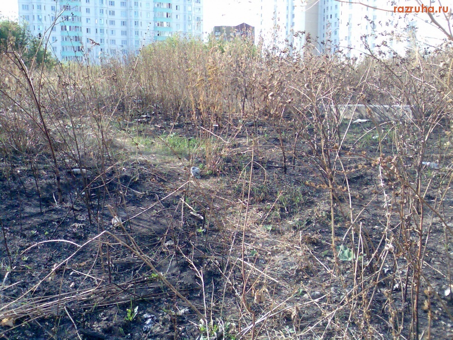 Курск - Обгоревшая трава