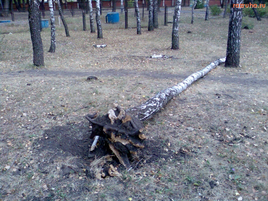 Курск - Упавшая берёза