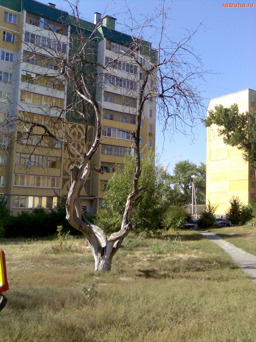 Курск - Высохшее дерево