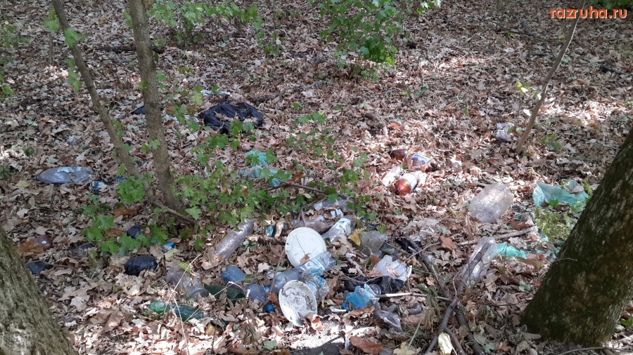 Курск - Лес около Сейма (место 4 из 8)