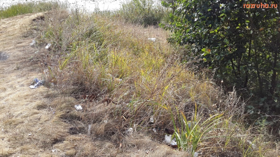 Курск - Лес около Сейма (место 6 из 8)