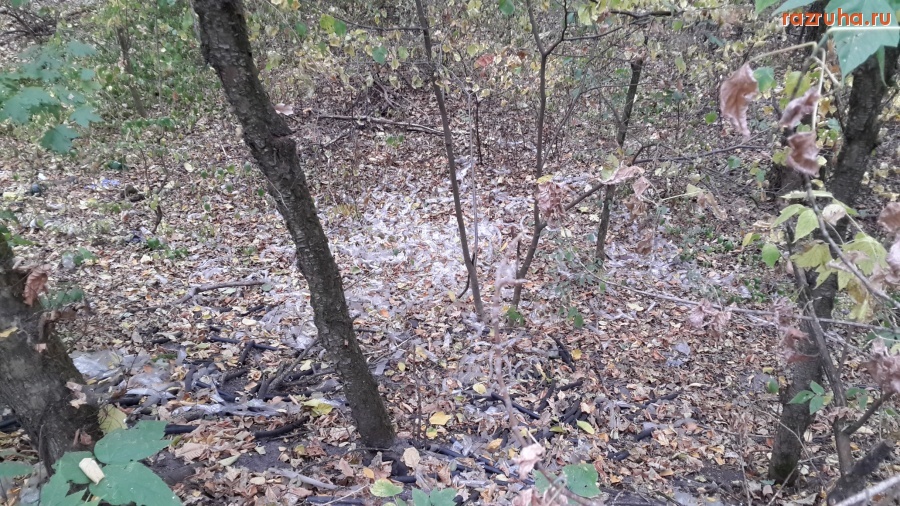 Курск - Лес около Сейма (место 8 из 8)