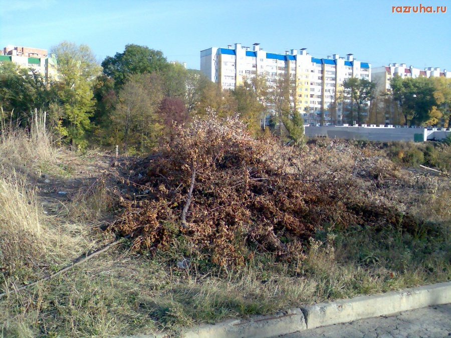 Курск - Вырубленные деревья