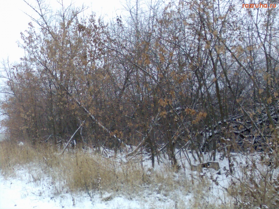Курск - Остатки яблоневого леса
