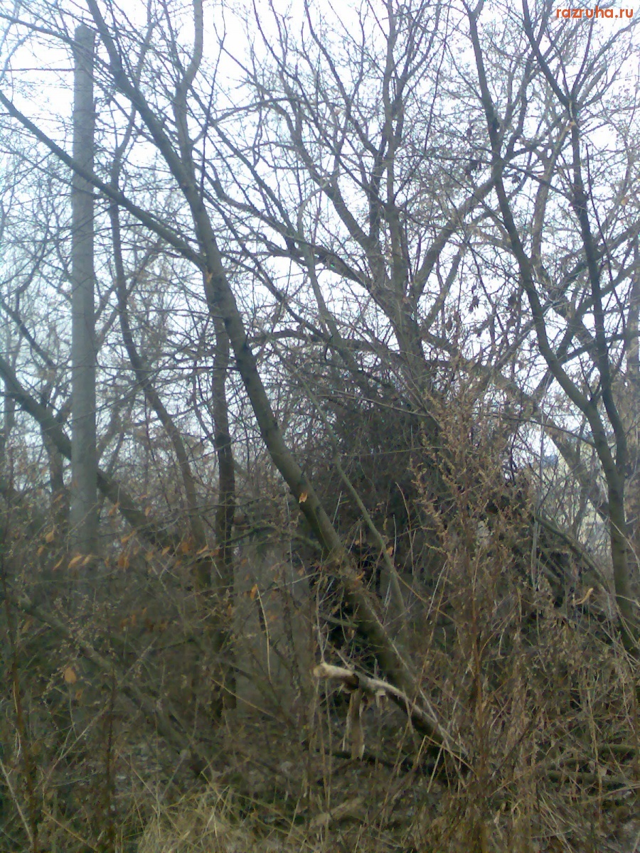 Курск - Нечто брошенное в зарослях