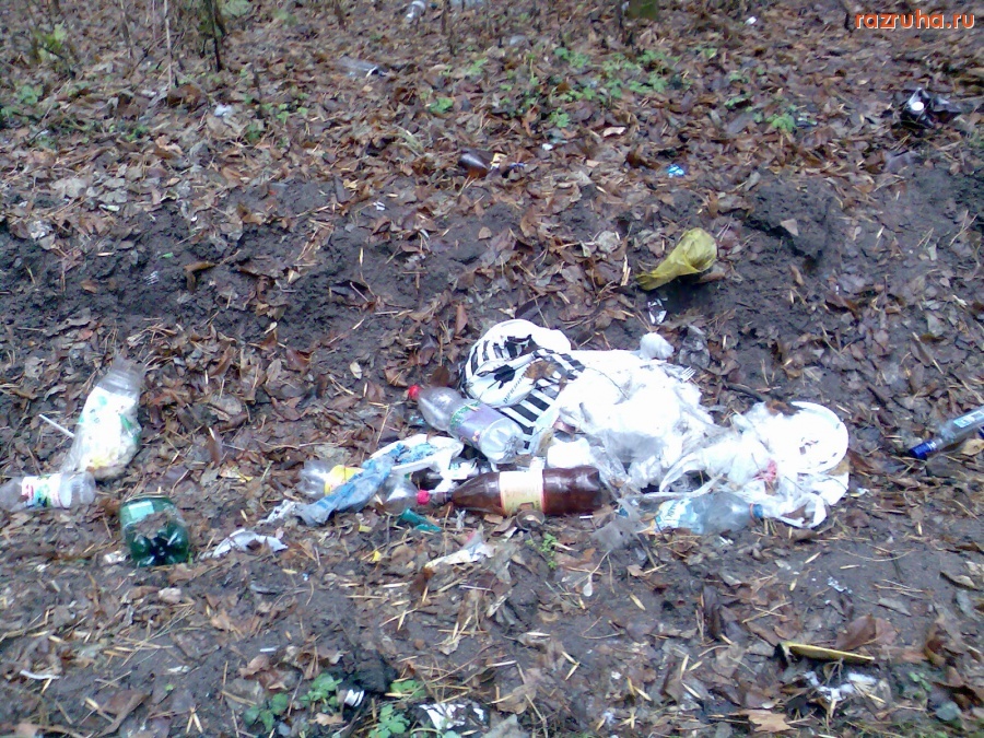 Курск - В лесу после свиней