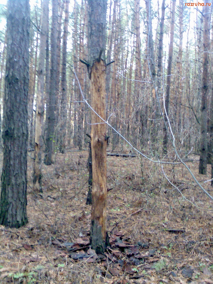 Курск - Испортили дерево