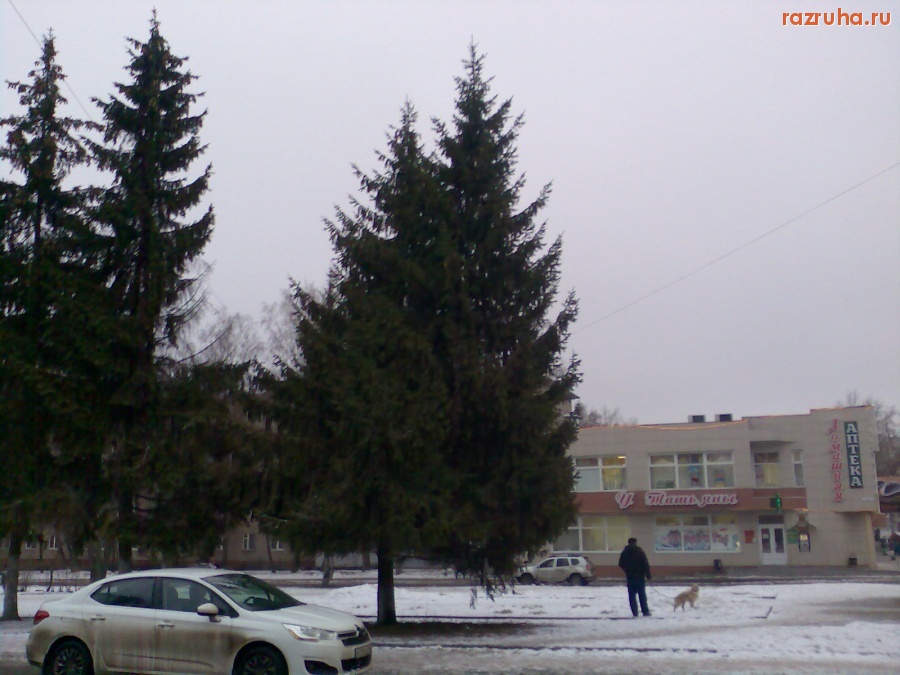 Курск - Необычное дерево