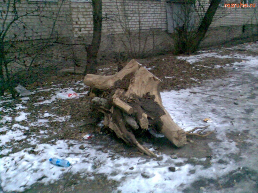 Курск - Пень на улице