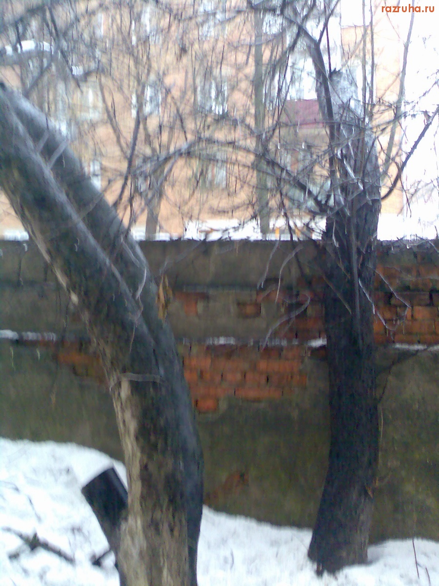 Курск - Обгоревшие деревья