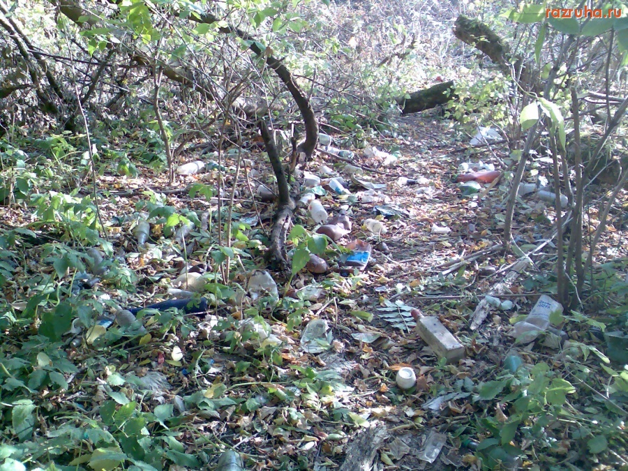 Курск - Мусор в лесу