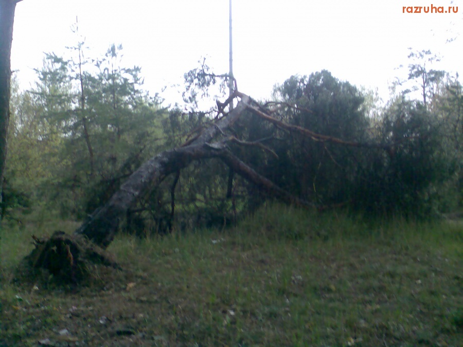 Курск - Упавшая сосна