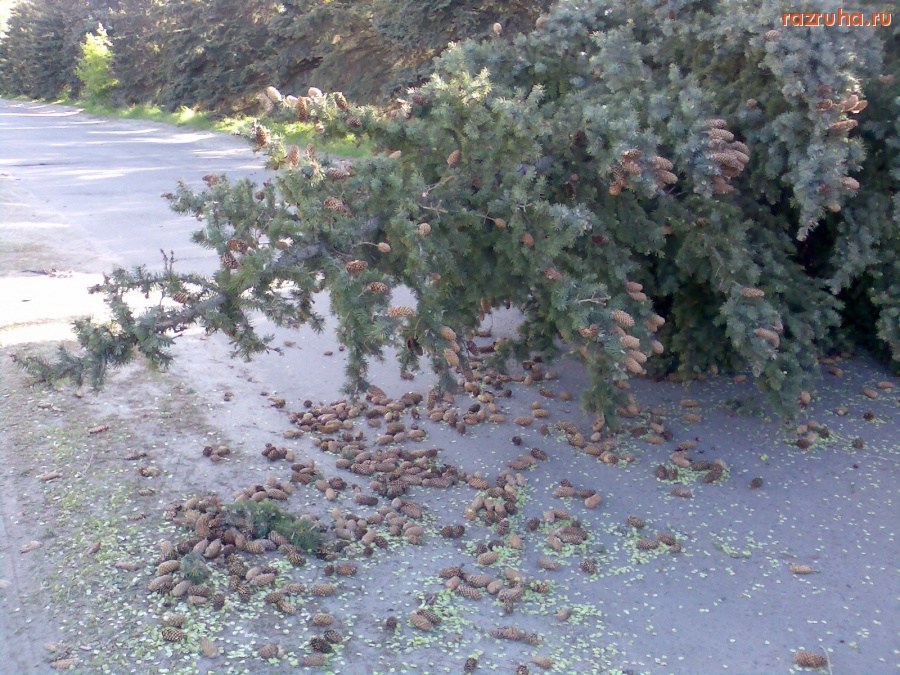 Курск - Упала ёлка