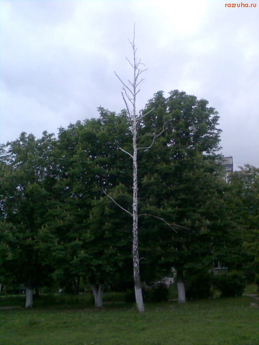 Курск - Засохшее дерево