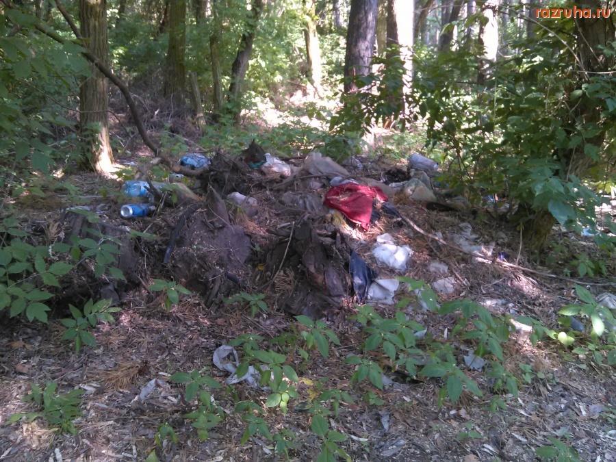 Курск - Мусор в лесу