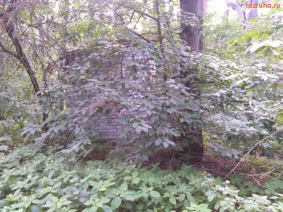 Курск - Сортир в лесу