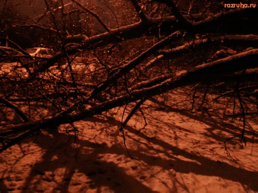 Курск - Дерево упало