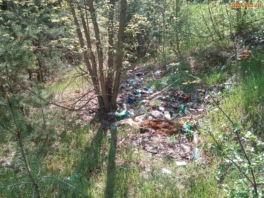 Курск - Гадим в лесу