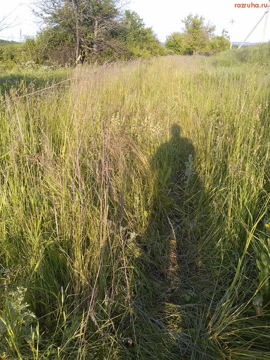 Курск - Железная дорога заросла