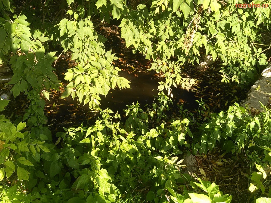 Курск - Городское болото