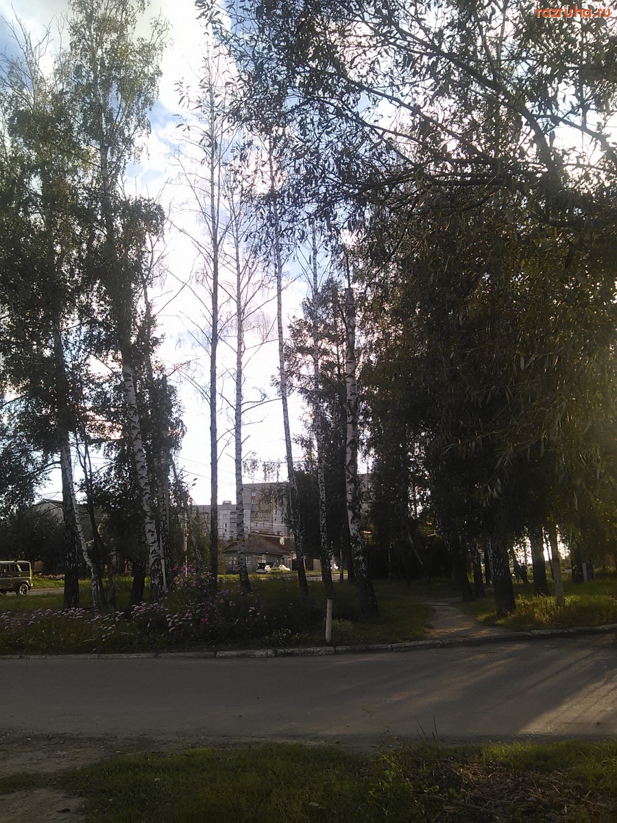 Курск - Берёзы высохли