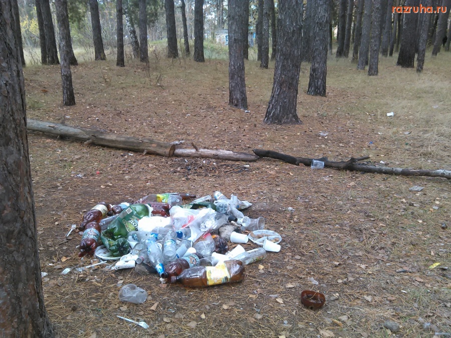 Курск - Лесной мусор