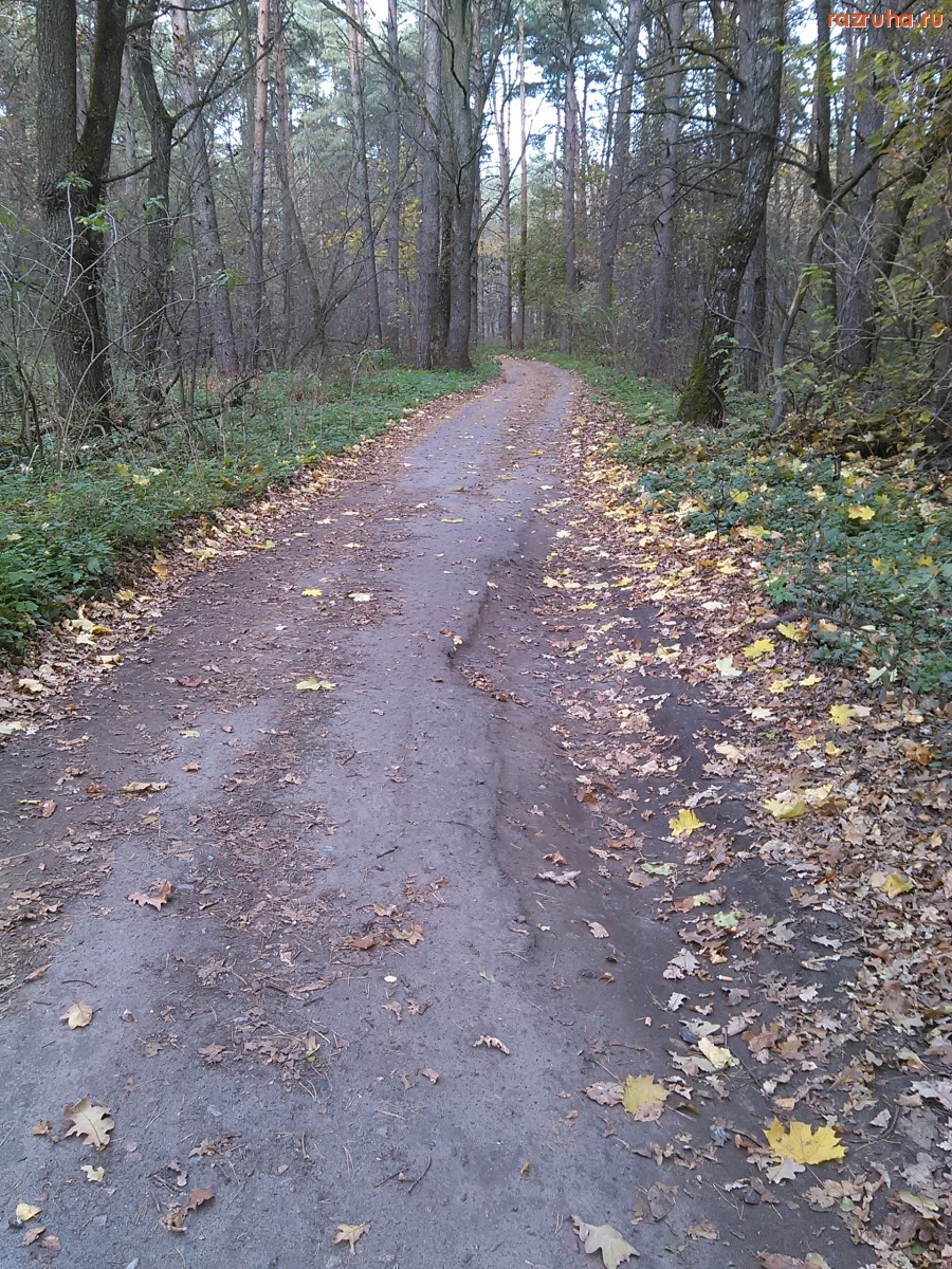 Курск - Лесная дорога
