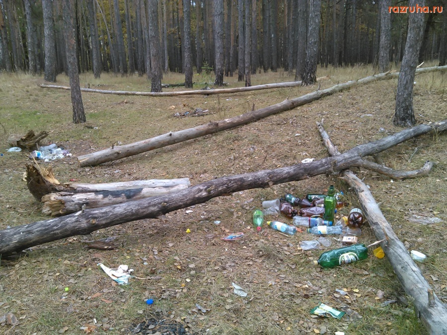 Курск - Гадят в лесу