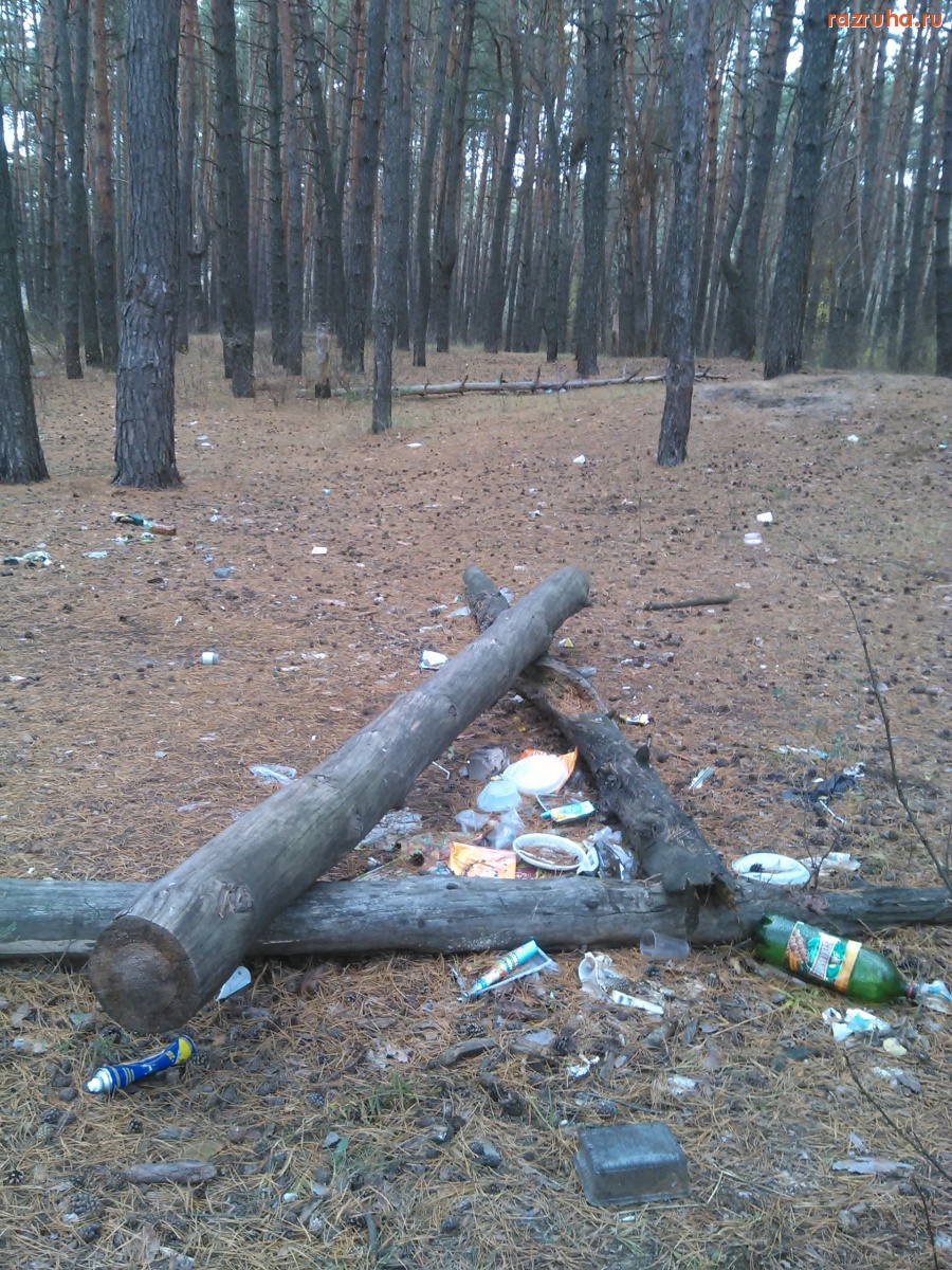 Курск - В лесу гадят