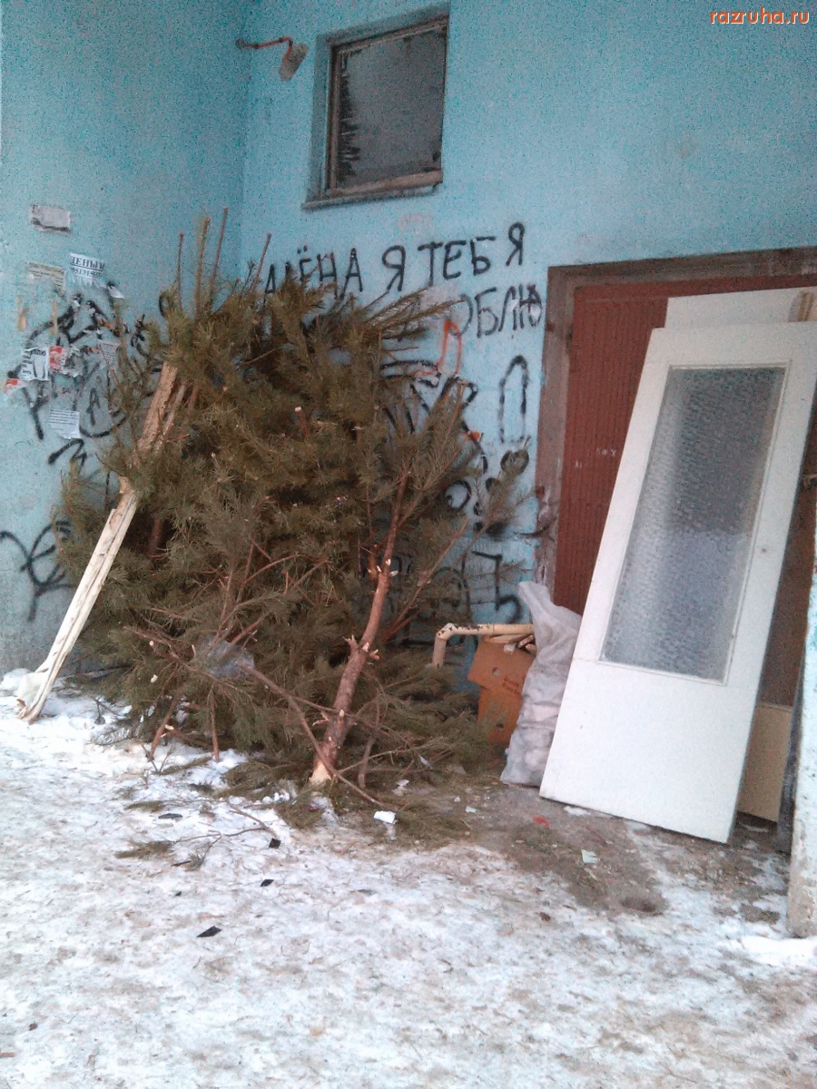 Курск - Ёлки у подъезда