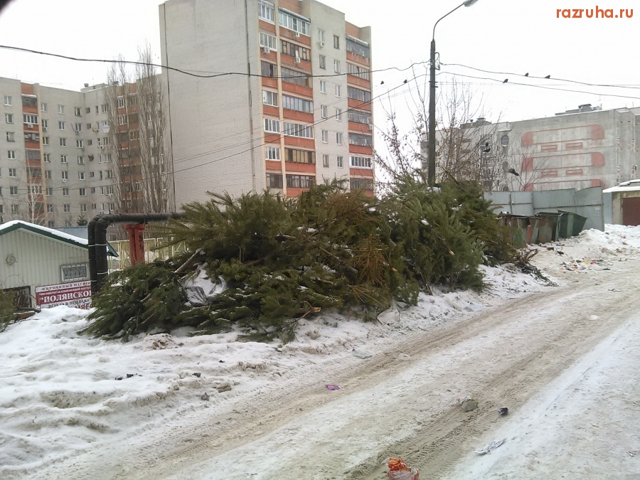 Курск - Большая куча ёлок