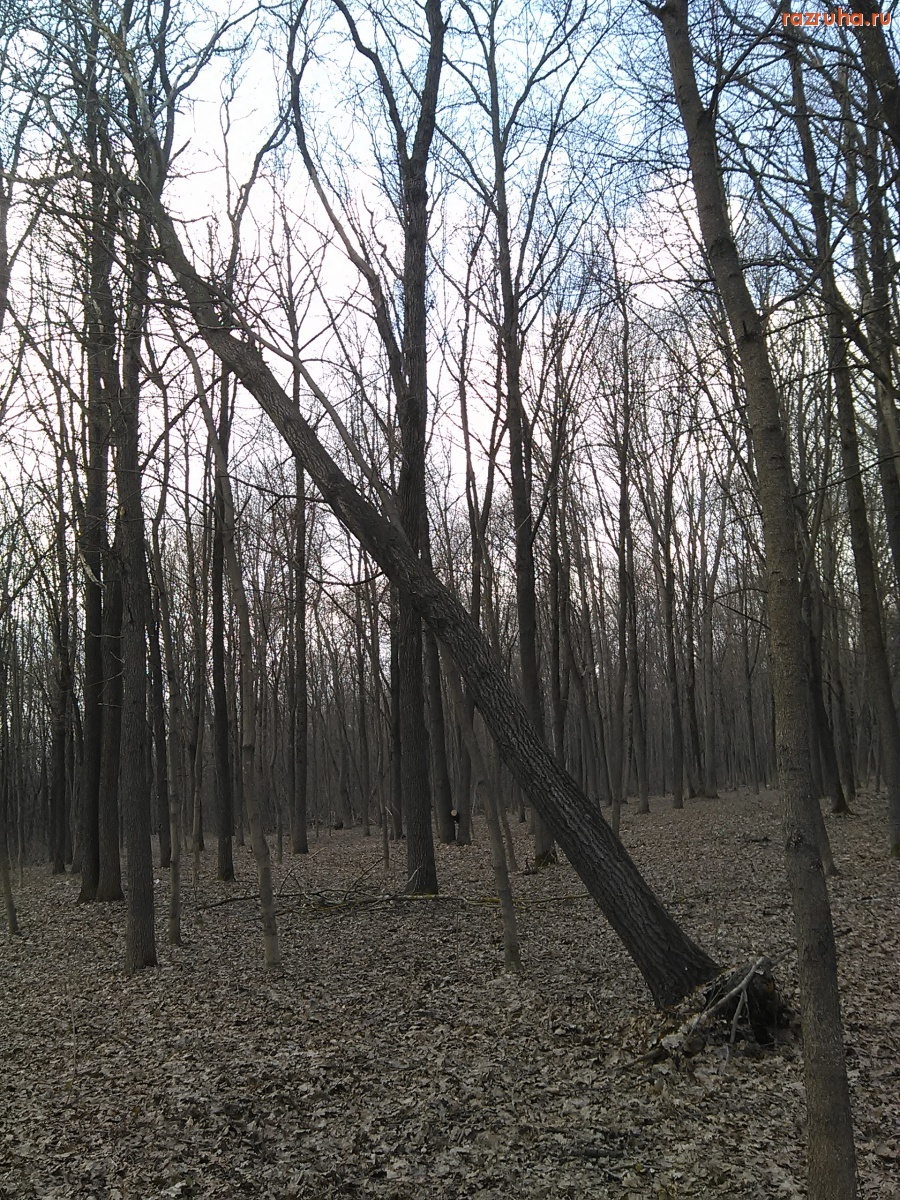 Курск - Падающее дерево
